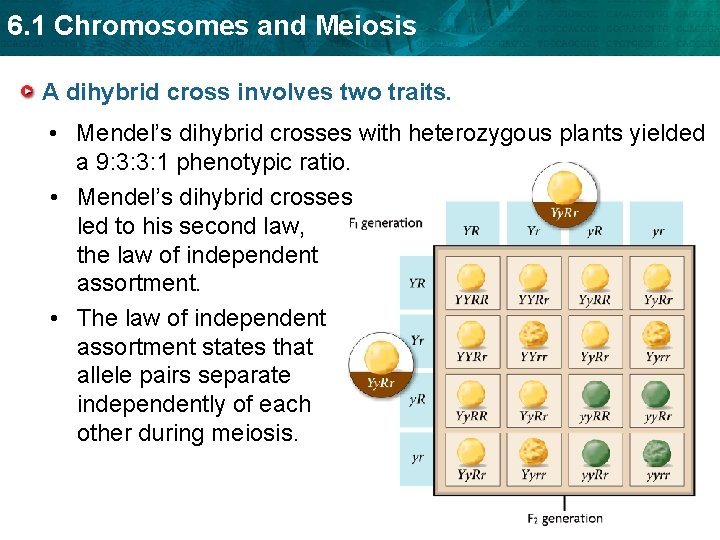 6. 1 Chromosomes and Meiosis A dihybrid cross involves two traits. • Mendel’s dihybrid