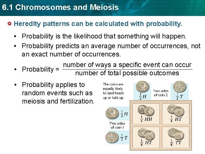 6. 1 Chromosomes and Meiosis Heredity patterns can be calculated with probability. • Probability
