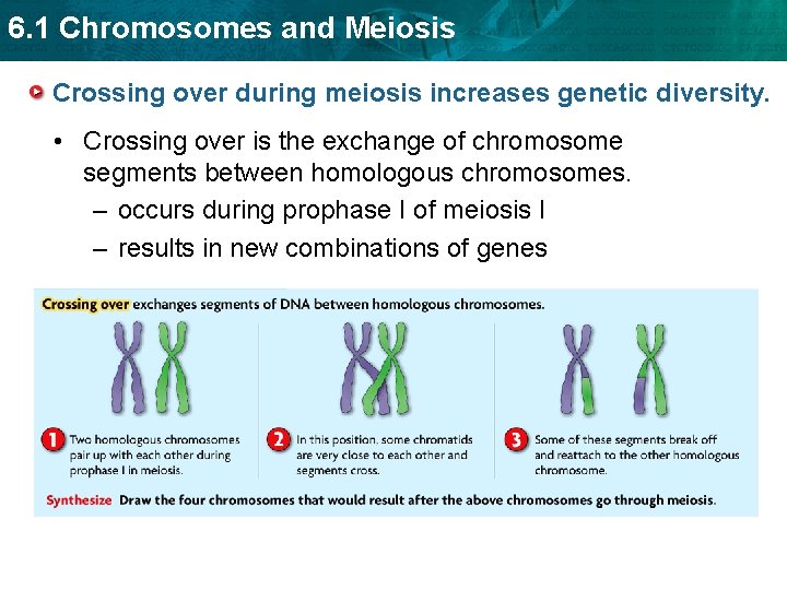 6. 1 Chromosomes and Meiosis Crossing over during meiosis increases genetic diversity. • Crossing