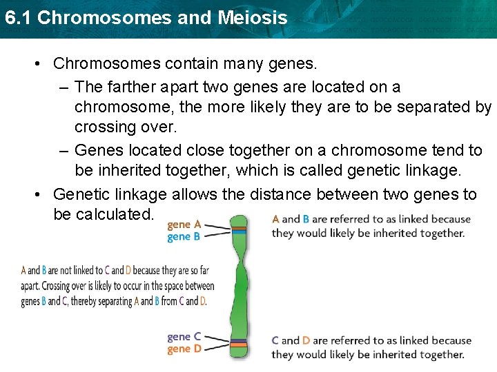 6. 1 Chromosomes and Meiosis • Chromosomes contain many genes. – The farther apart