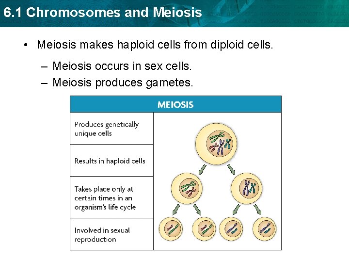 6. 1 Chromosomes and Meiosis • Meiosis makes haploid cells from diploid cells. –