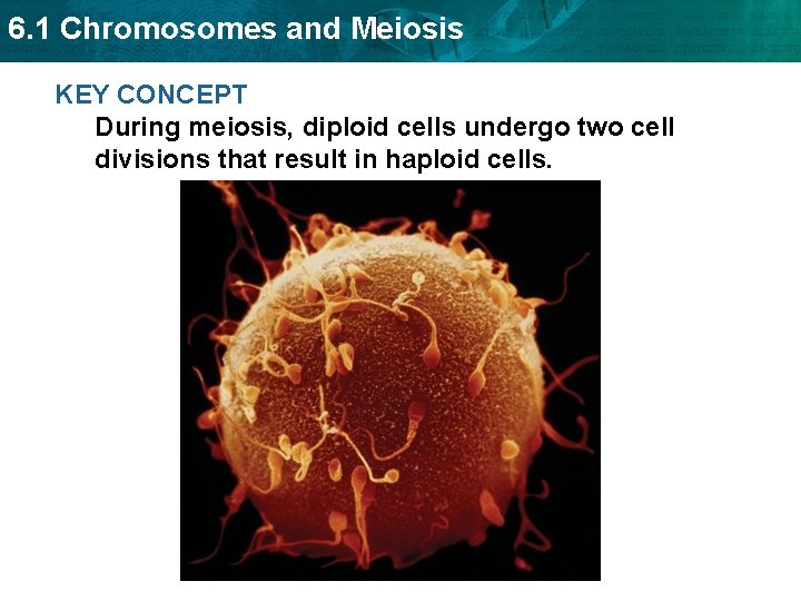 6. 1 Chromosomes and Meiosis KEY CONCEPT During meiosis, diploid cells undergo two cell