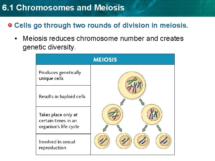 6. 1 Chromosomes and Meiosis Cells go through two rounds of division in meiosis.