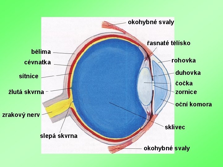 okohybné svaly řasnaté tělísko bělima cévnatka rohovka duhovka sítnice žlutá skvrna čočka zornice oční