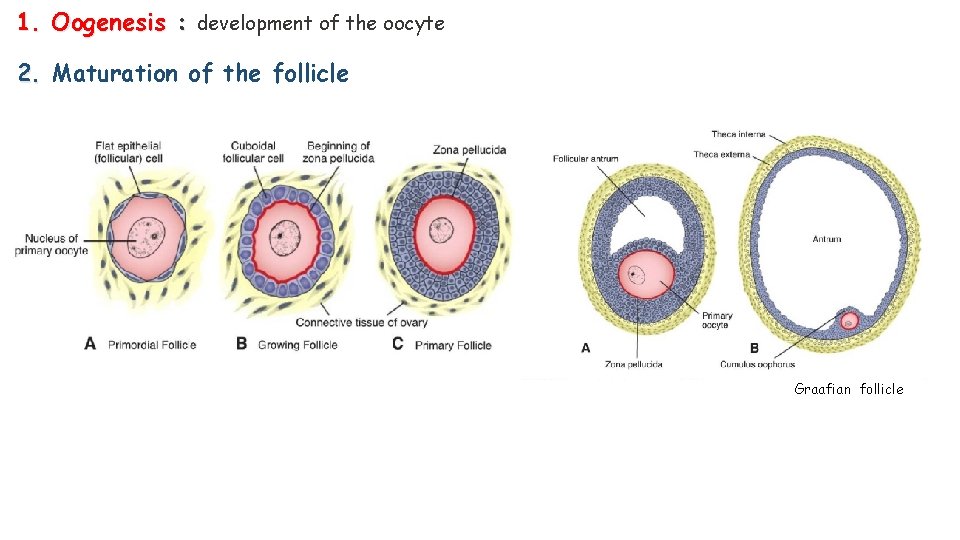 1. Oogenesis : development of the oocyte 2. Maturation of the follicle Graafian follicle