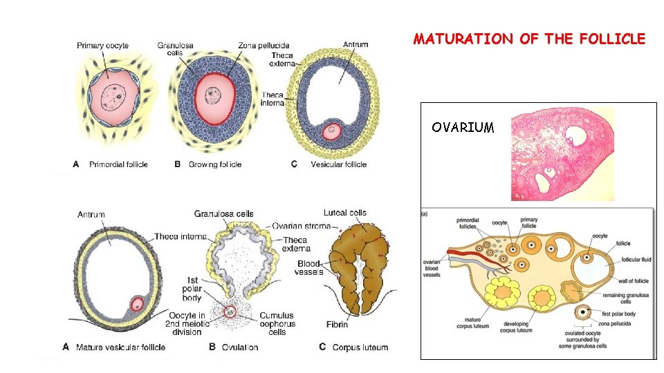 MATURATION OF THE FOLLICLE OVARIUM MATURATION OF THE FOLLICLE OVARIUM