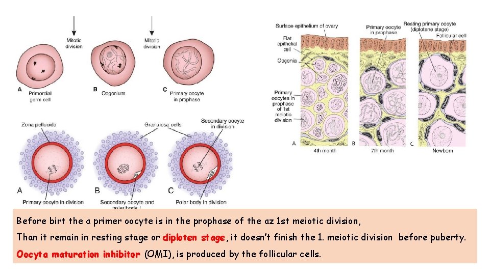 Before birt the a primer oocyte is in the prophase of the az 1