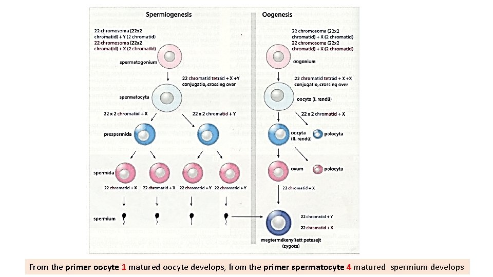 From the primer oocyte 1 matured oocyte develops, from the primer spermatocyte 4 matured