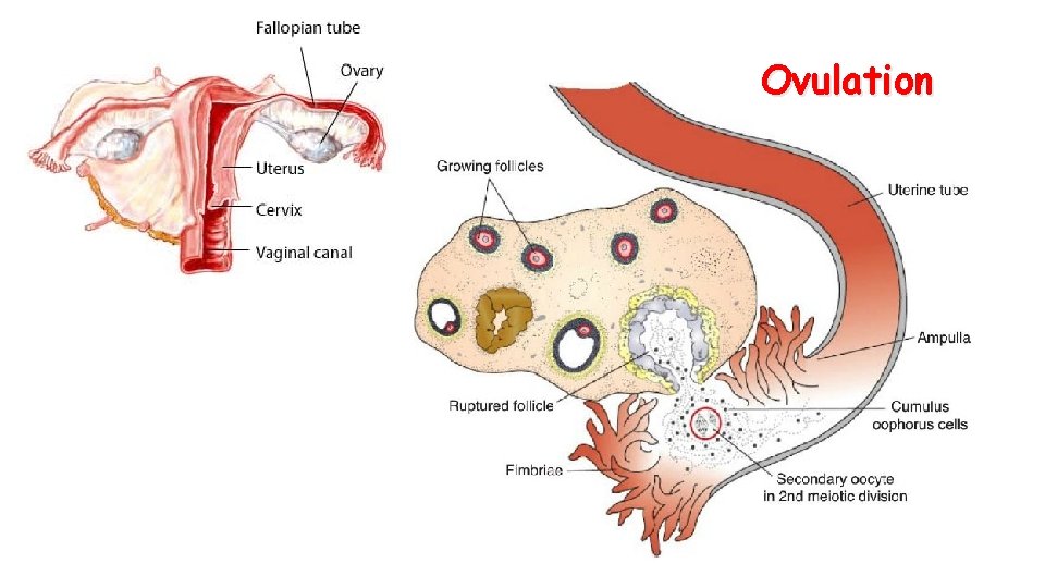 Ovulation 