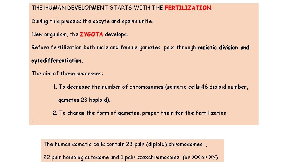 THE HUMAN DEVELOPMENT STARTS WITH THE FERTILIZATION During this process the oocyte and sperm