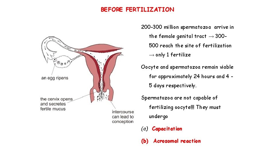 BEFORE FERTILIZATION 200 -300 million spermatozoa arrive in the female genital tract → 300500