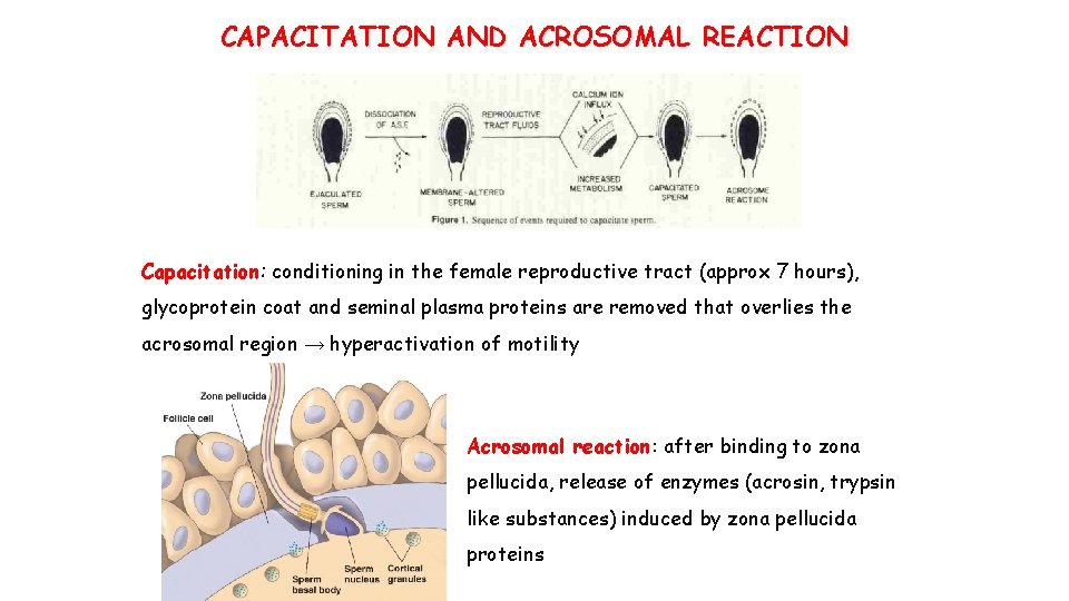 CAPACITATION AND ACROSOMAL REACTION Capacitation: conditioning in the female reproductive tract (approx 7 hours),