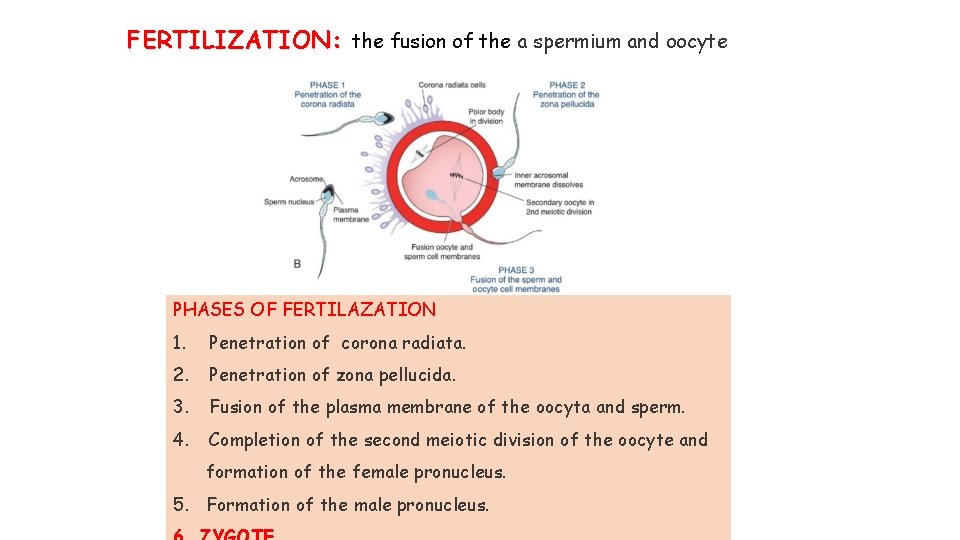 FERTILIZATION: the fusion of the a spermium and oocyte PHASES OF FERTILAZATION 1. Penetration