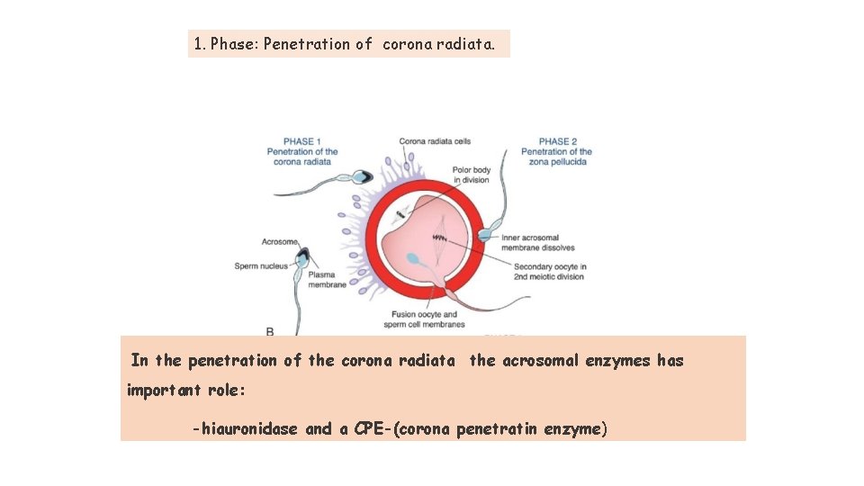 1. Phase: Penetration of corona radiata. In the penetration of the corona radiata the