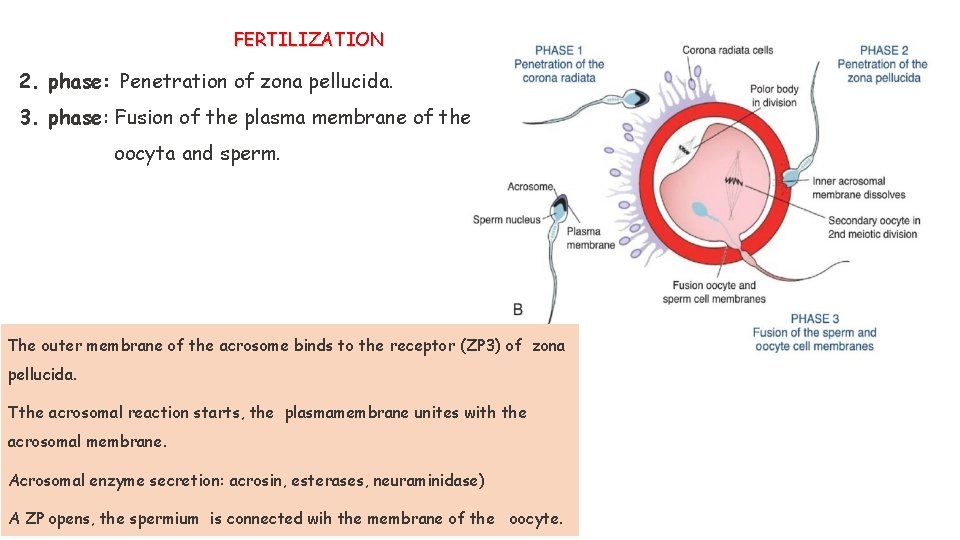 FERTILIZATION 2. phase: Penetration of zona pellucida. 3. phase: Fusion of the plasma membrane