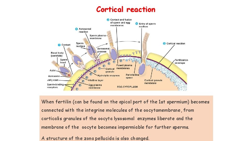 Cortical reaction When fertilin (can be found on the apical part of the 1