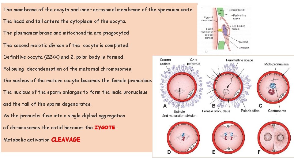 The membrane of the oocyta and inner acrosomal membrane of the spermium unite. The