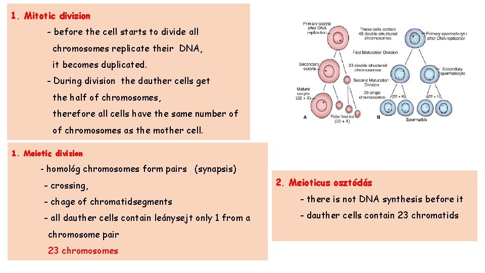 1. Mitotic division - before the cell starts to divide all chromosomes replicate their