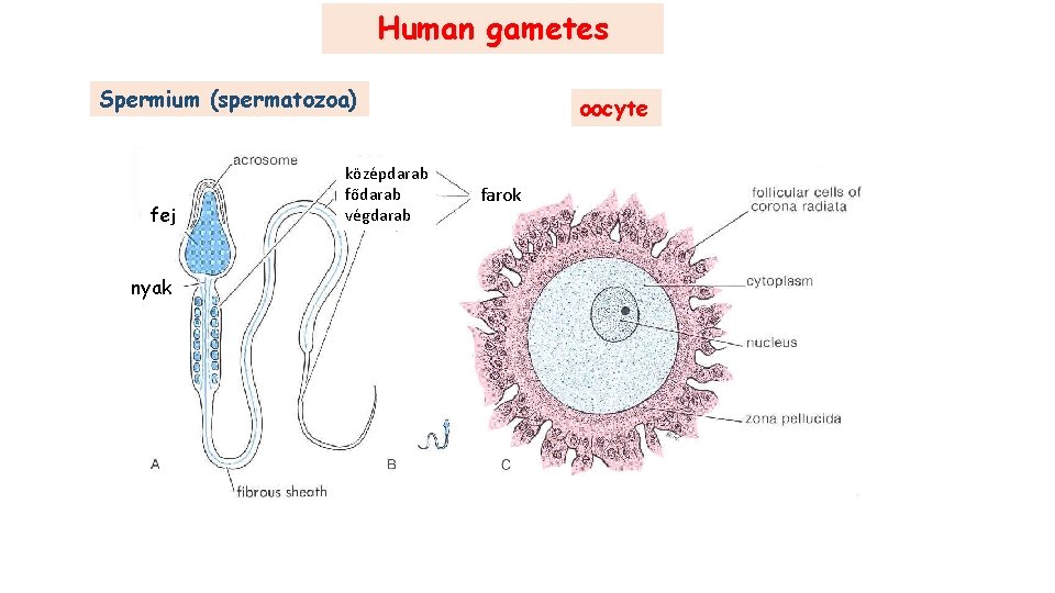 Human gametes Spermium (spermatozoa) fej nyak középdarab fődarab végdarab oocyte farok 