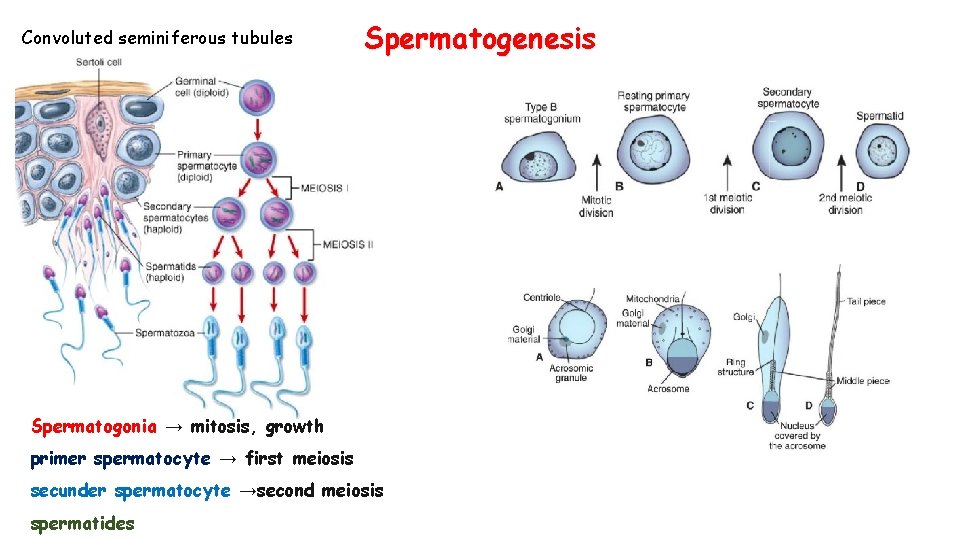 Convoluted seminiferous tubules Spermatogenesis Spermatogonia → mitosis, growth primer spermatocyte → first meiosis secunder