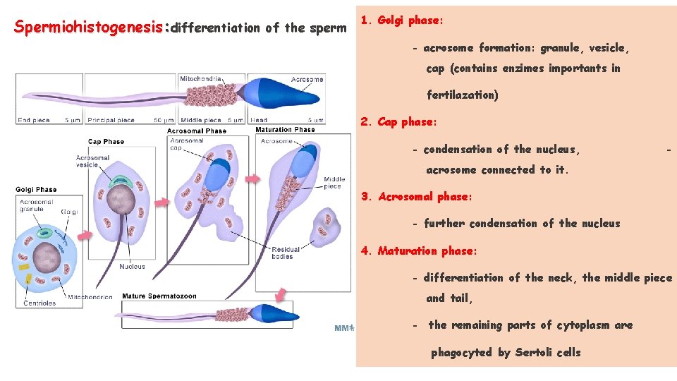 Spermiohistogenesis: differentiation of the sperm 1. Golgi phase: - acrosome formation: granule, vesicle, cap