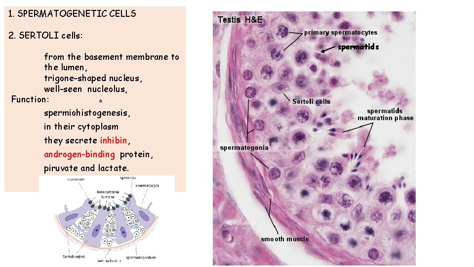 1. SPERMATOGENETIC CELLS 2. SERTOLI cells: from the basement membrane to the lumen, trigone-shaped