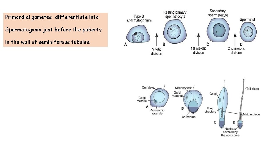 Primordial gametes differentiate into Spermatogonia just before the puberty in the wall of seminiferous
