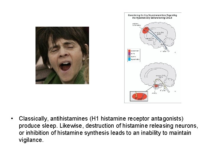  • Classically, antihistamines (H 1 histamine receptor antagonists) produce sleep. Likewise, destruction of