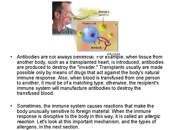  • Antibodies are not always beneficial. For example, when tissue from another body,
