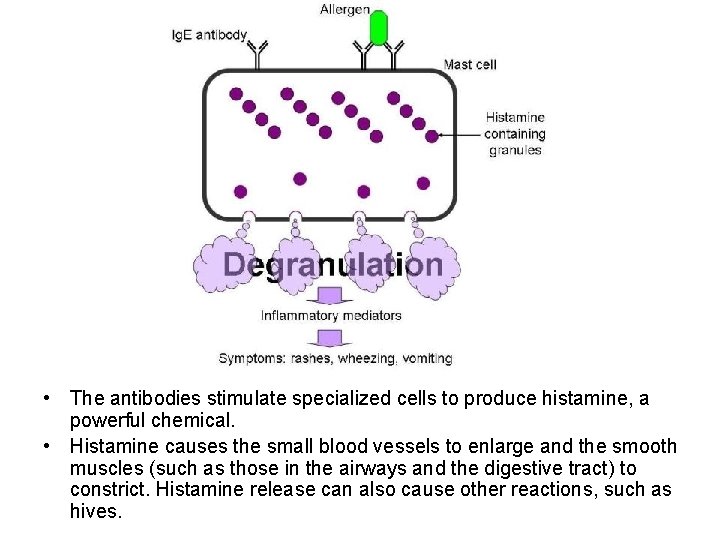  • The antibodies stimulate specialized cells to produce histamine, a powerful chemical. •