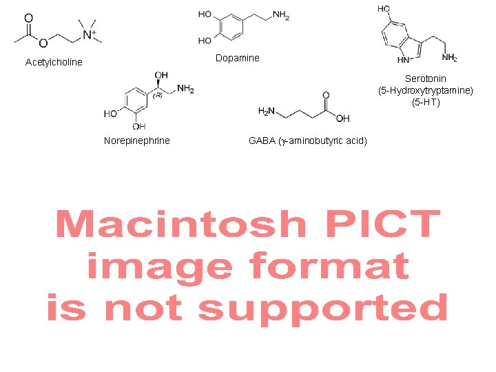 Dopamine Acetylcholine Serotonin (5 -Hydroxytryptamine) (5 -HT) Norepinephrine GABA ( -aminobutyric acid) 