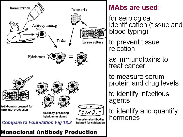 MAbs are used: for serological identification (tissue and blood typing) to prevent tissue rejection MAbs are used: for serological identification (tissue and blood typing) to prevent tissue rejection
