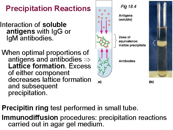 Precipitation Reactions Fig 18. 4 Interaction of soluble antigens with Ig. G or Ig. Precipitation Reactions Fig 18. 4 Interaction of soluble antigens with Ig. G or Ig.