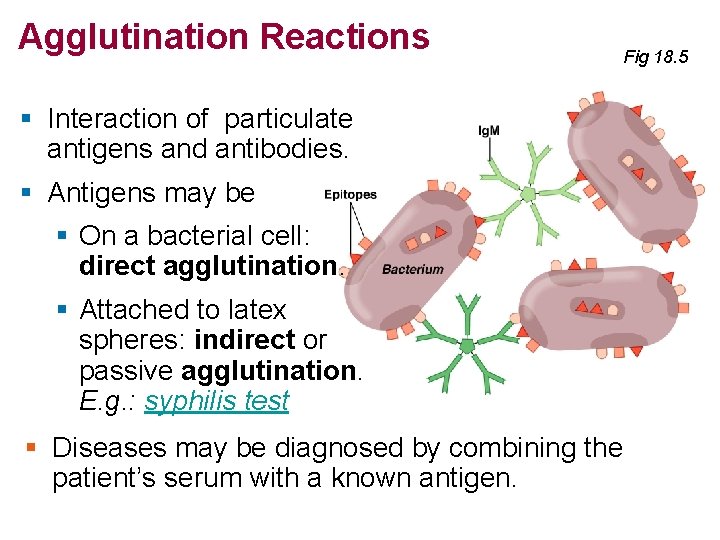 Agglutination Reactions Fig 18. 5 § Interaction of particulate antigens and antibodies. § Antigens Agglutination Reactions Fig 18. 5 § Interaction of particulate antigens and antibodies. § Antigens