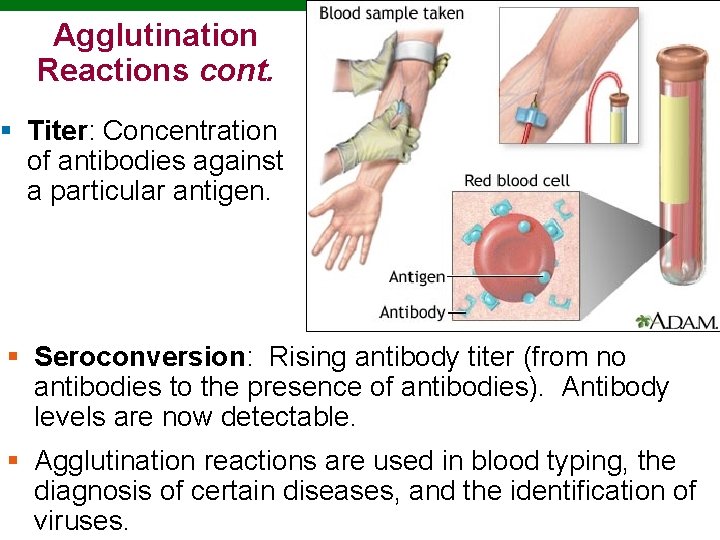 Agglutination Reactions cont. § Titer: Concentration of antibodies against a particular antigen. § Seroconversion: Agglutination Reactions cont. § Titer: Concentration of antibodies against a particular antigen. § Seroconversion: