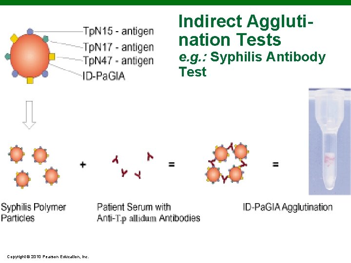 Indirect Agglutination Tests e. g. : Syphilis Antibody Test Copyright © 2010 Pearson Education, Indirect Agglutination Tests e. g. : Syphilis Antibody Test Copyright © 2010 Pearson Education,
