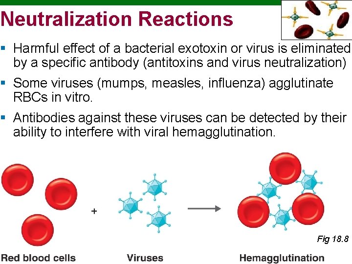 Neutralization Reactions § Harmful effect of a bacterial exotoxin or virus is eliminated by Neutralization Reactions § Harmful effect of a bacterial exotoxin or virus is eliminated by