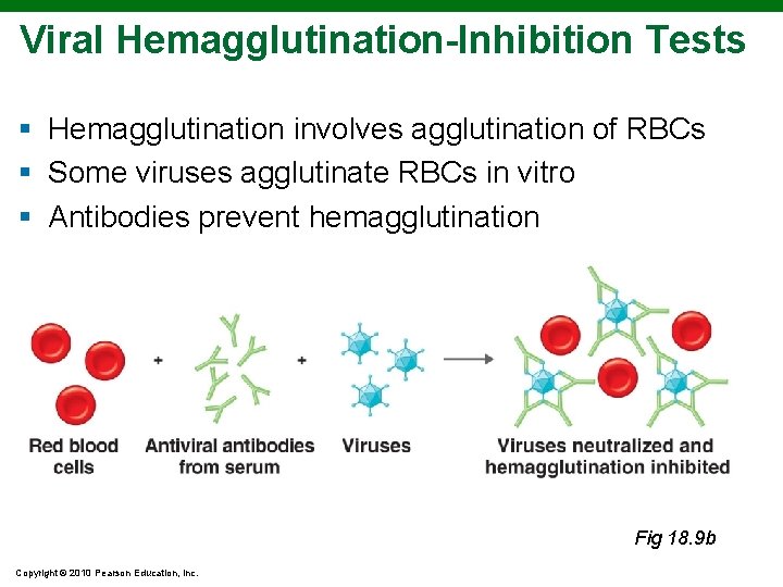 Viral Hemagglutination-Inhibition Tests § Hemagglutination involves agglutination of RBCs § Some viruses agglutinate RBCs Viral Hemagglutination-Inhibition Tests § Hemagglutination involves agglutination of RBCs § Some viruses agglutinate RBCs