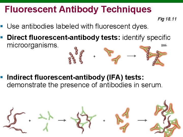 Fluorescent Antibody Techniques Fig 18. 11 § Use antibodies labeled with fluorescent dyes. § Fluorescent Antibody Techniques Fig 18. 11 § Use antibodies labeled with fluorescent dyes. §