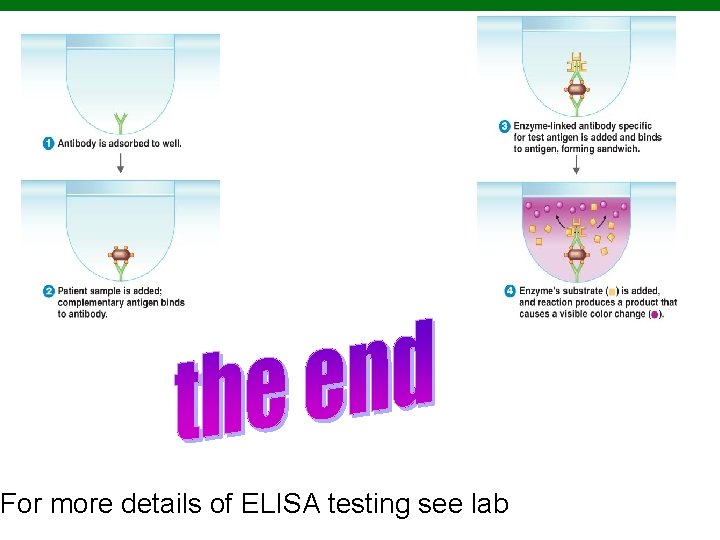 For more details of ELISA testing see lab Copyright © 2010 Pearson Education, Inc. For more details of ELISA testing see lab Copyright © 2010 Pearson Education, Inc.