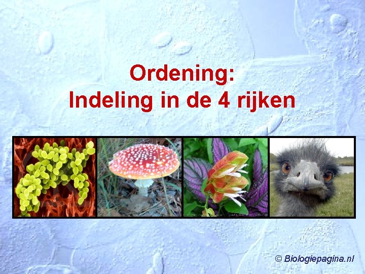 Ordening: Indeling in de 4 rijken © Biologiepagina. nl 