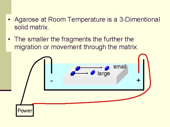  • Agarose at Room Temperature is a 3 -Dimentional solid matrix. • The