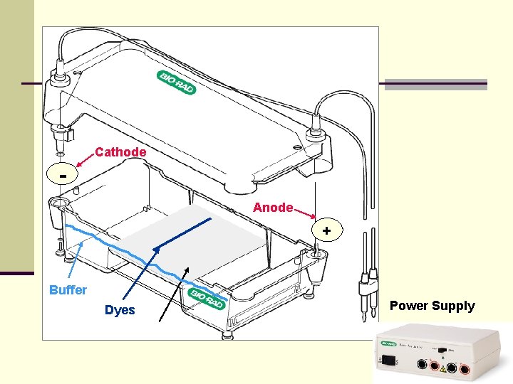 Cathode Anode + Buffer Dyes Power Supply 