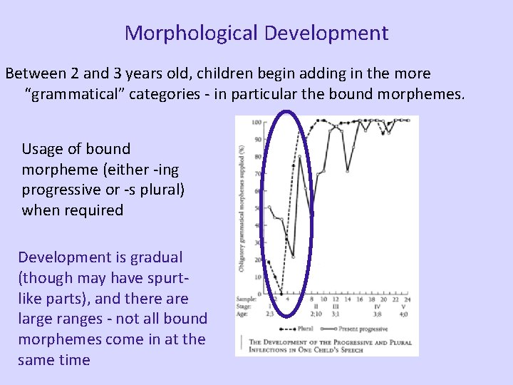 Morphological Development Between 2 and 3 years old, children begin adding in the more