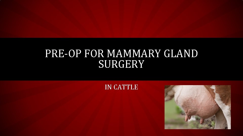 PRE-OP FOR MAMMARY GLAND SURGERY IN CATTLE 