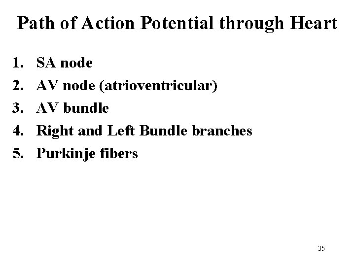 Path of Action Potential through Heart 1. 2. 3. 4. 5. SA node AV