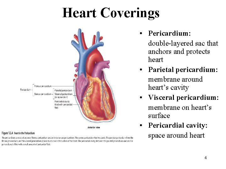 Heart Coverings • Pericardium: double-layered sac that anchors and protects heart • Parietal pericardium: