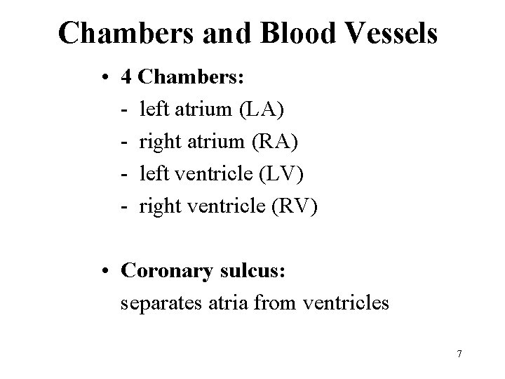Chambers and Blood Vessels • 4 Chambers: - left atrium (LA) - right atrium