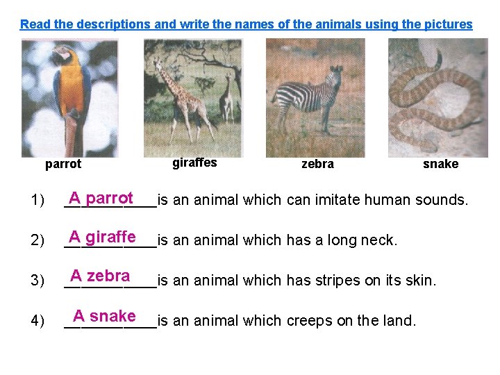 Read the descriptions and write the names of the animals using the pictures parrot