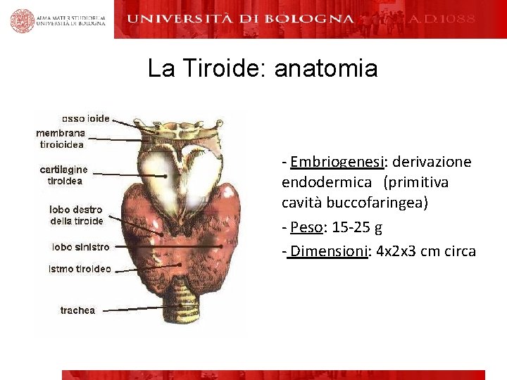 La Tiroide: anatomia - Embriogenesi: derivazione endodermica (primitiva cavità buccofaringea) - Peso: 15 -25